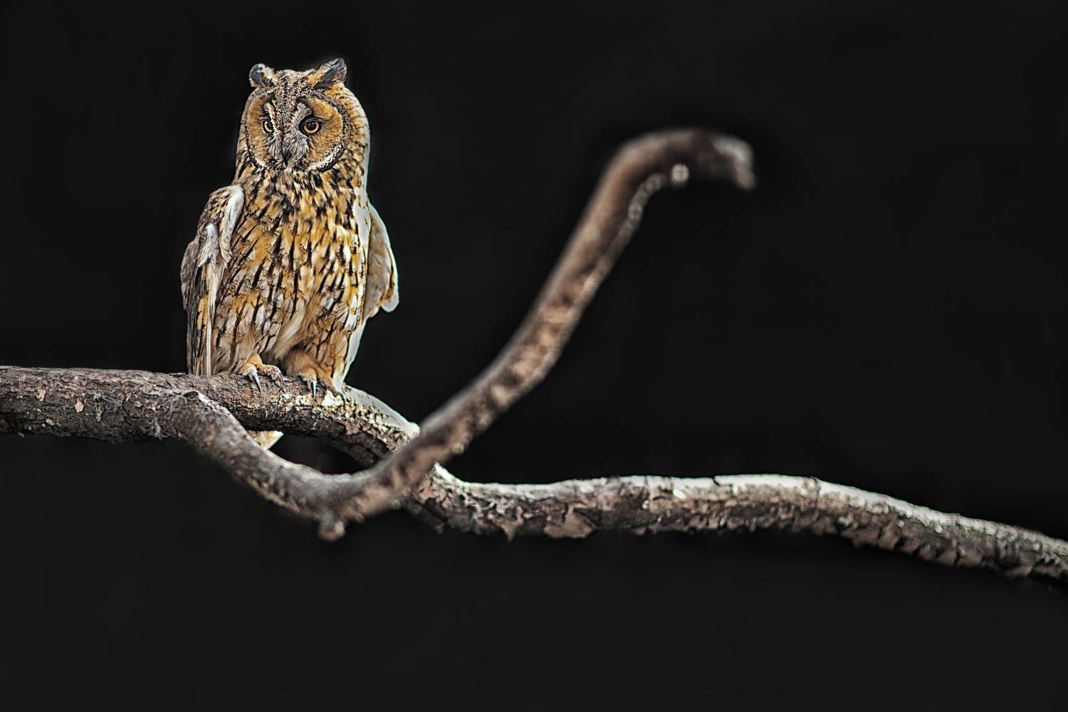 , Анастасия Думинская