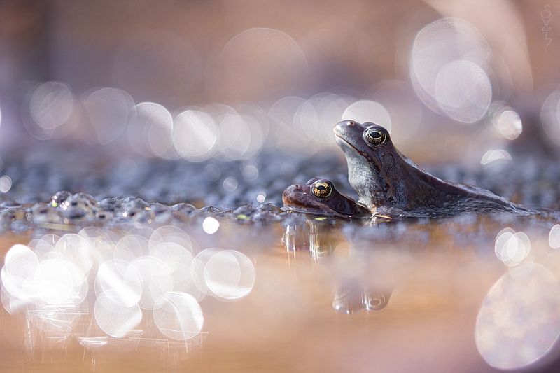 лягушки  фото превью