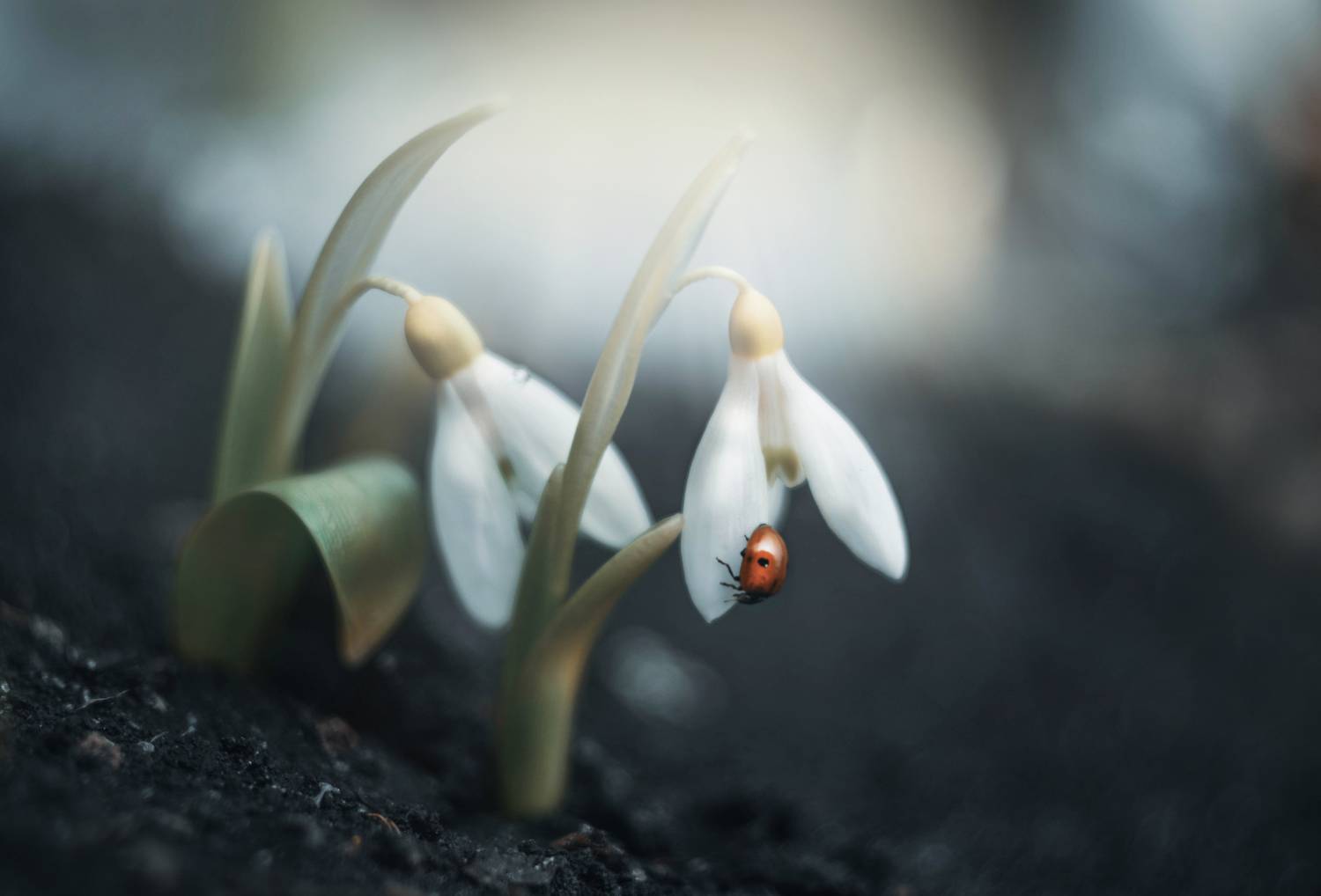 , Лапшина Владлена