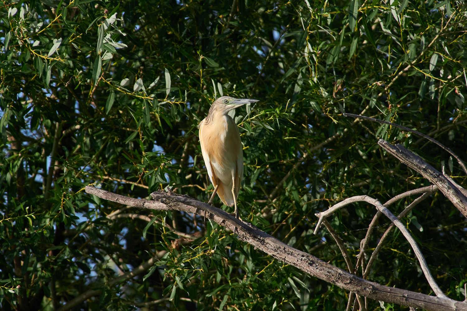 , Павел Сторчилов
