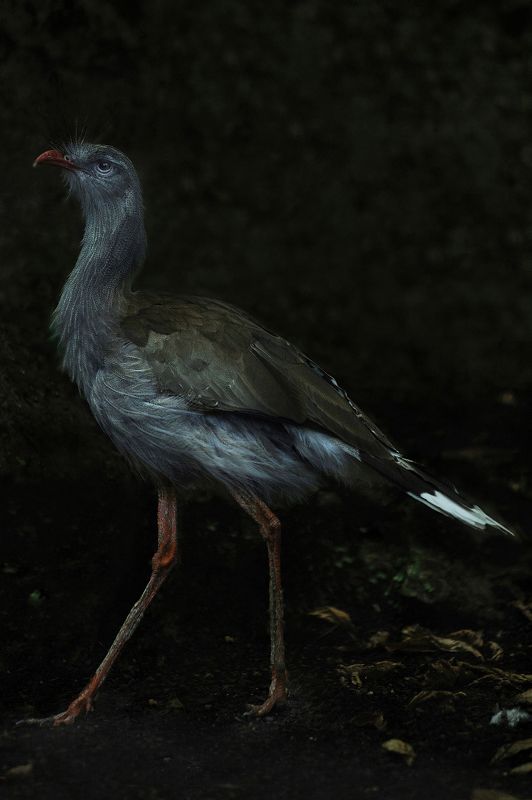 Cariama Huppé фото превью