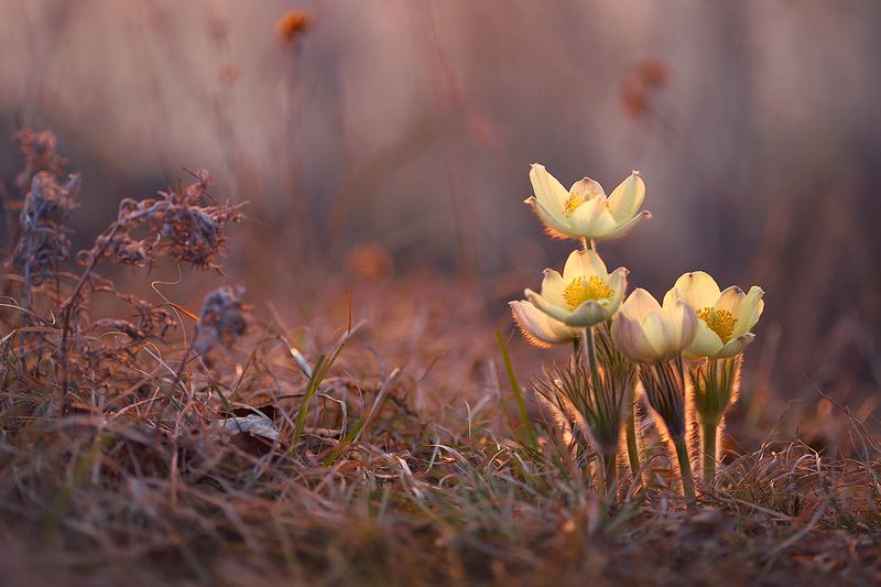 макро, природа, боке, цветы, прострел, сон-трава, подснежник, macro, nature, flowers Аромат весны фото превью