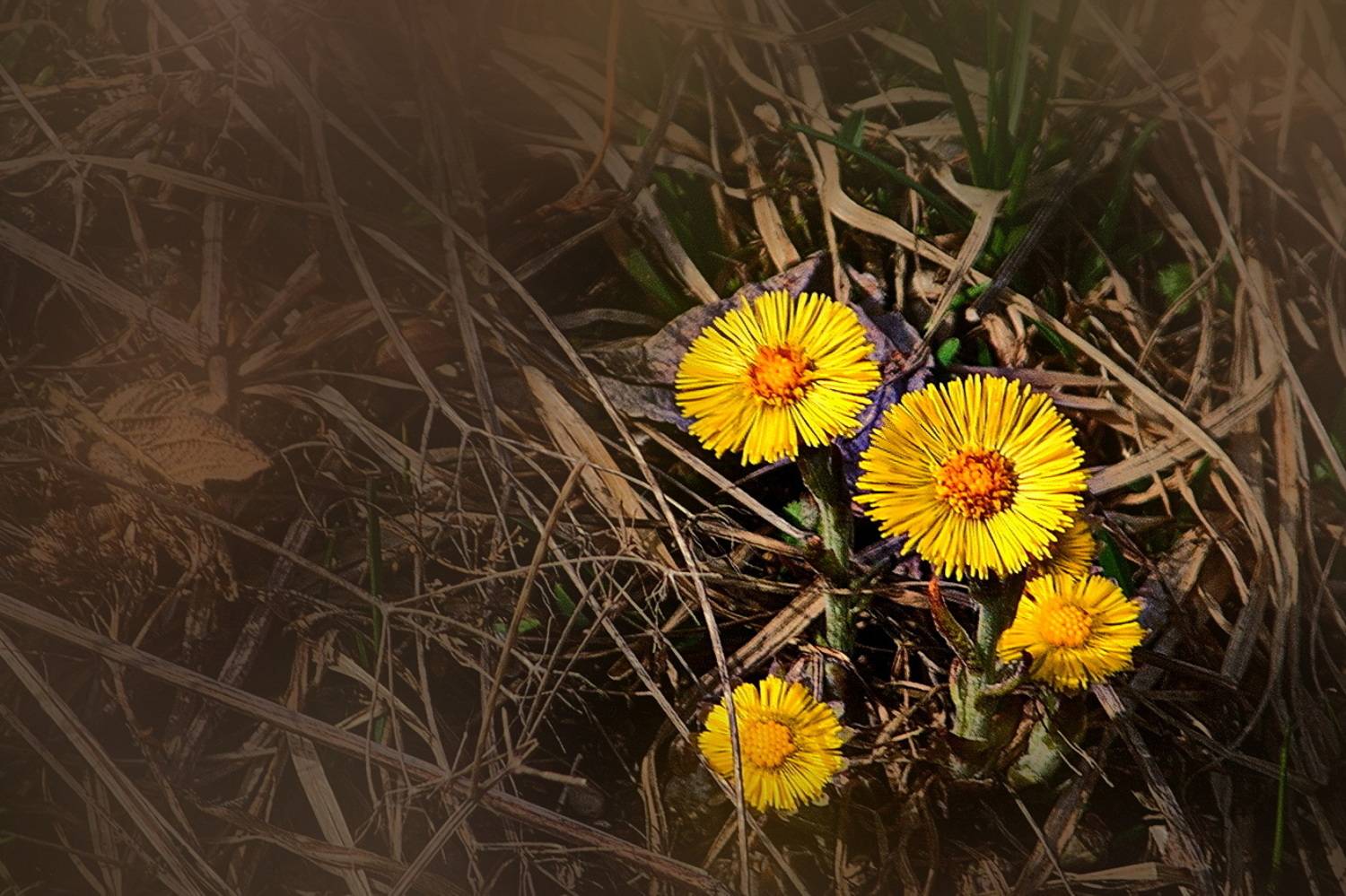 , Николаев Владимир