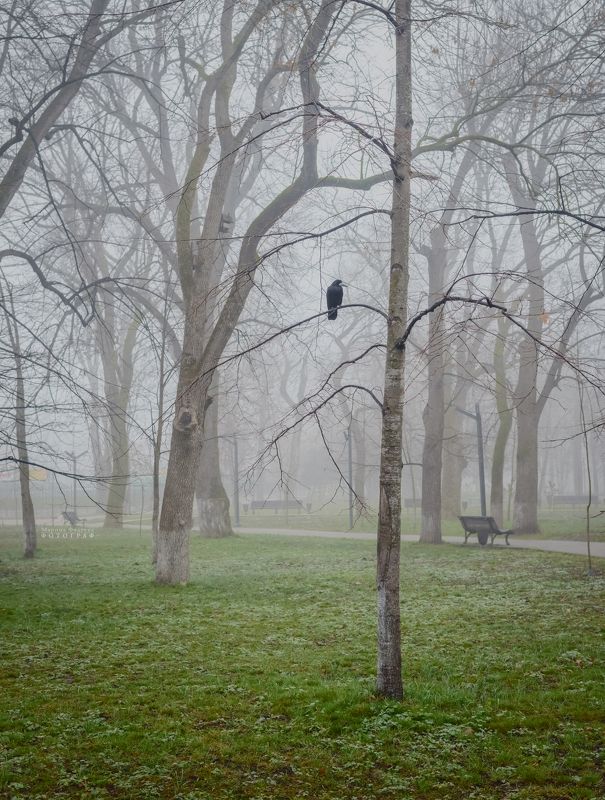 туман, парк, грач Обитатель туманного парка фото превью