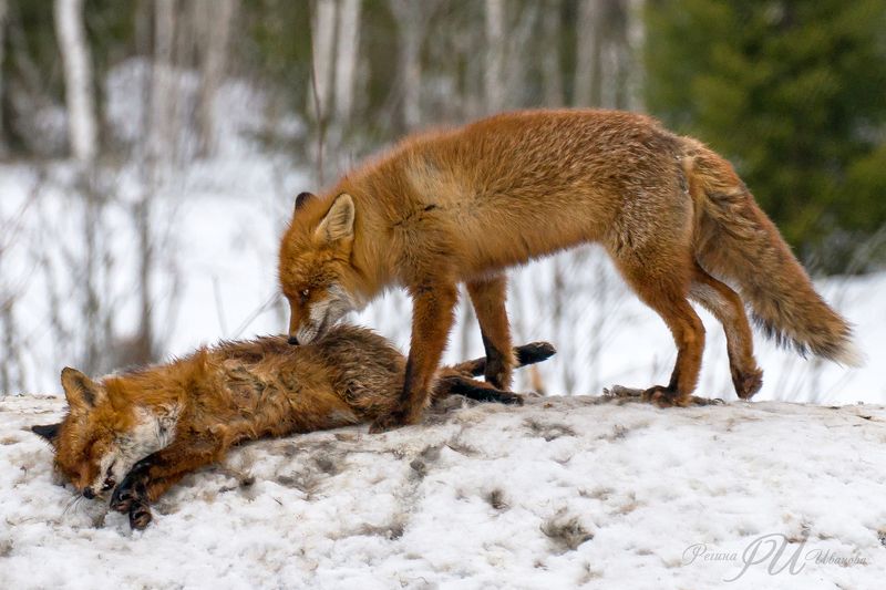 «Shit happens» фото превью