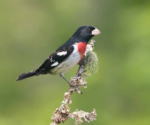 Rose-breasted Grosbeak, male -  Красногрудый дубоносовый кардинал