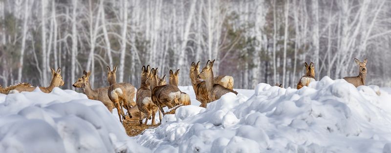 косули, весна, Переполох. (серия) фото превью