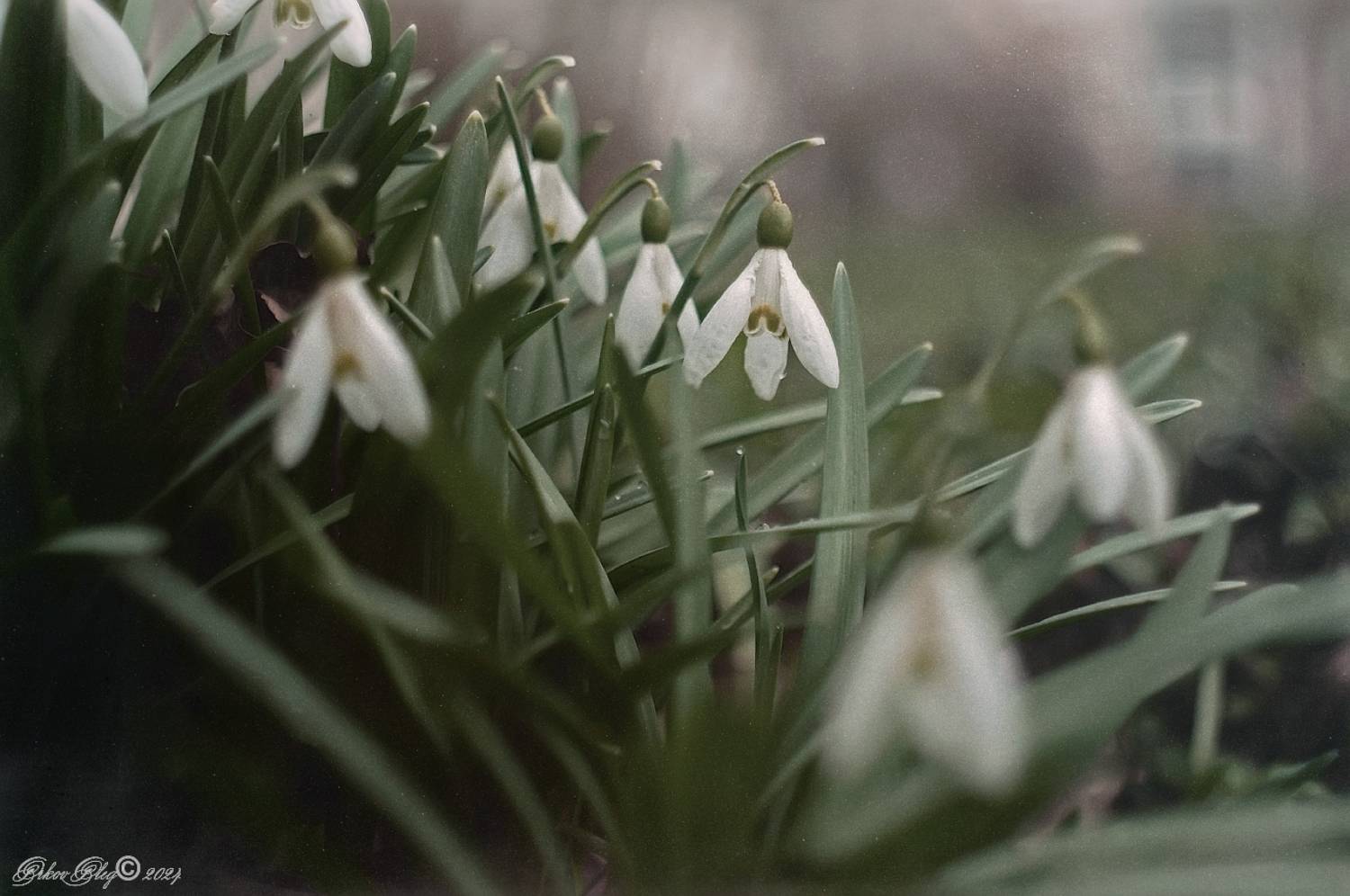 , Орлов Олег