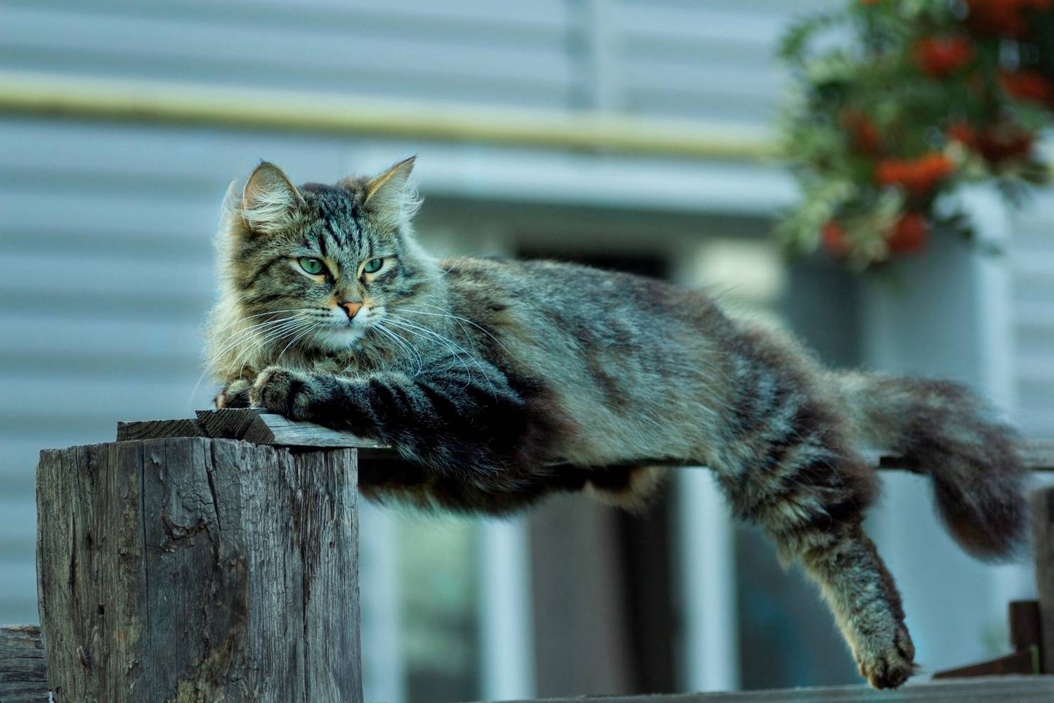 кошка, Александр Канцур