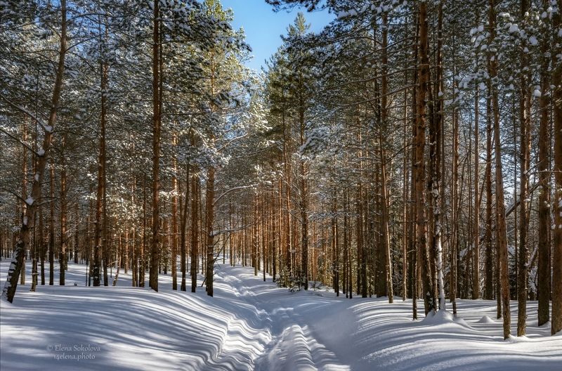 бор, лес, сосны, вечна, снег, пермский край Сосновый бор фото превью