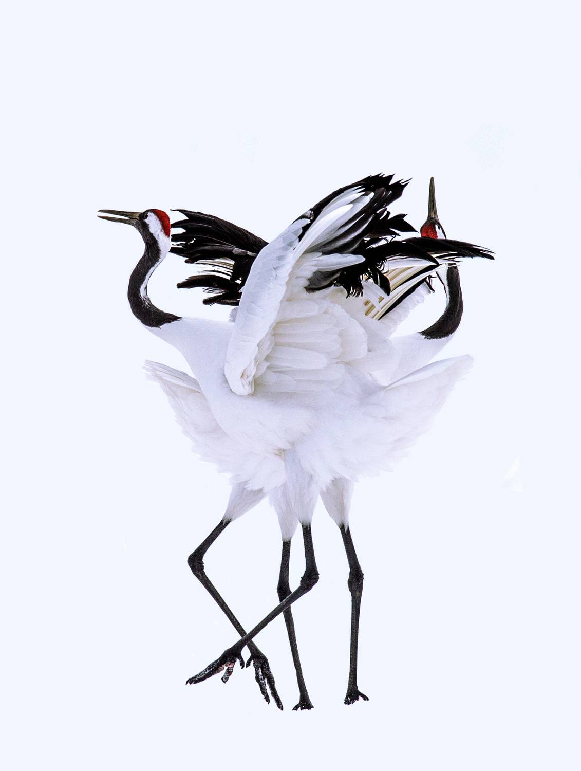 , Гудков Андрей