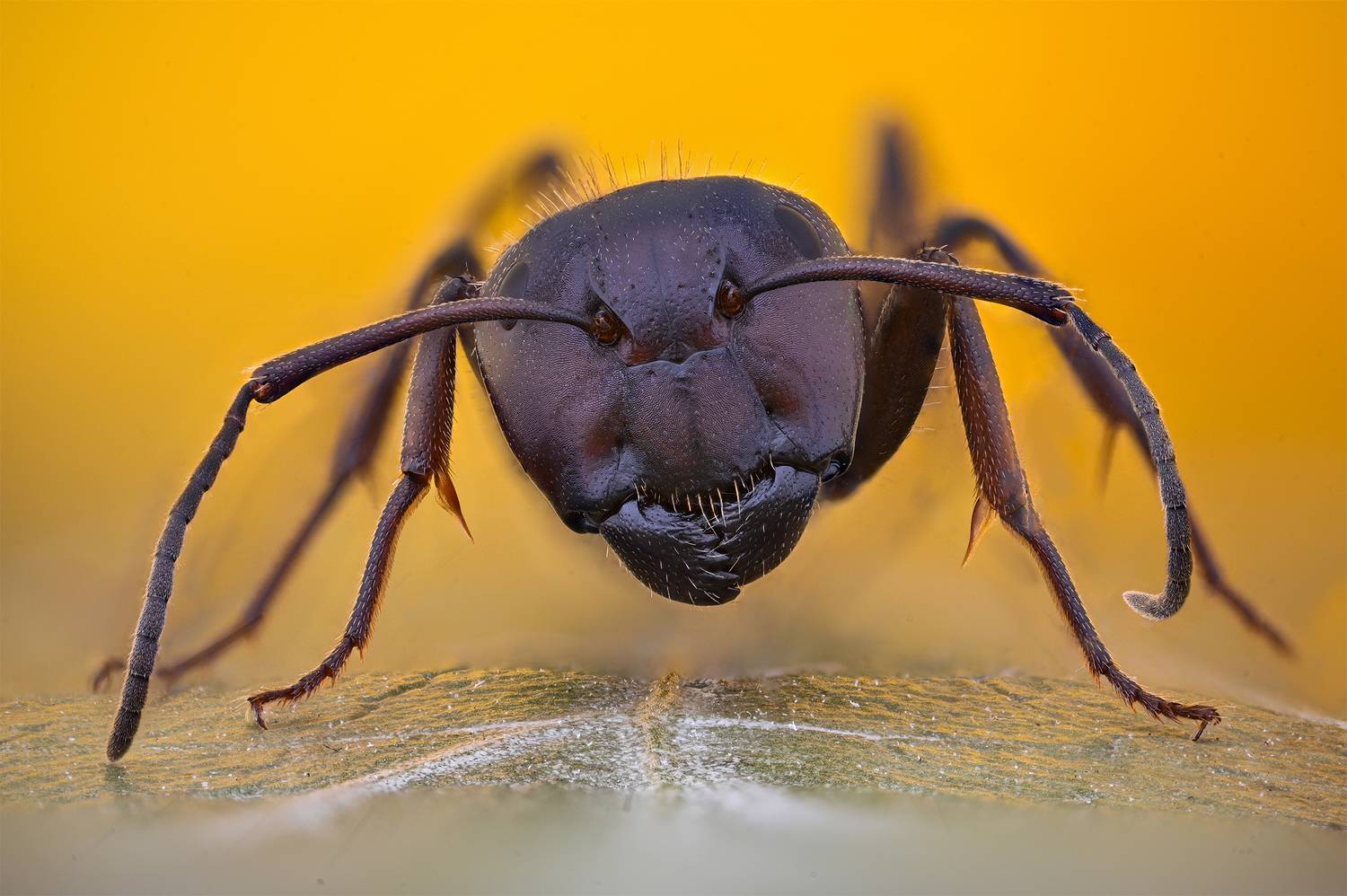 ceclii, macro, Цветан Ганев