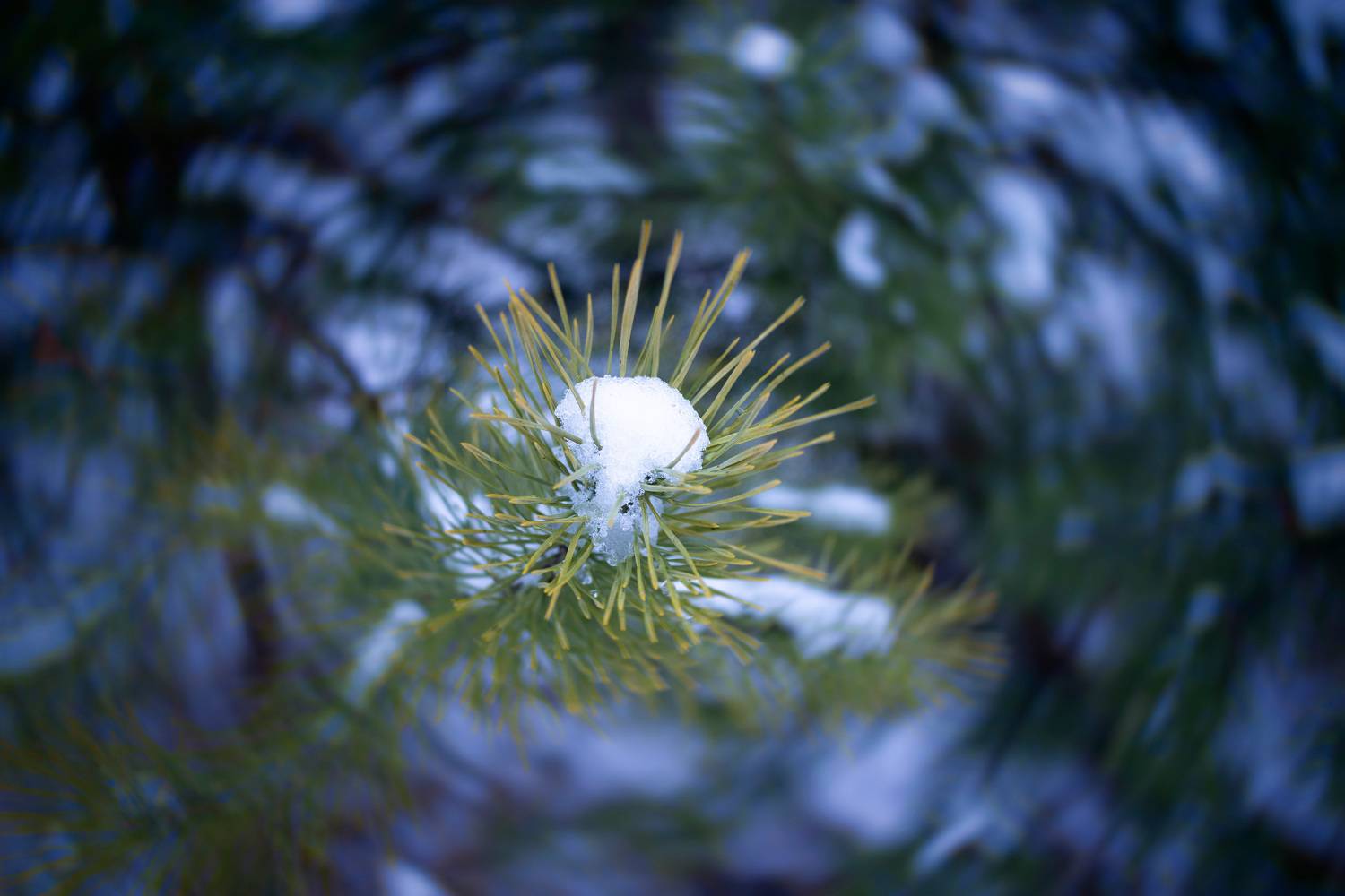 лес, Валерий Вождаев