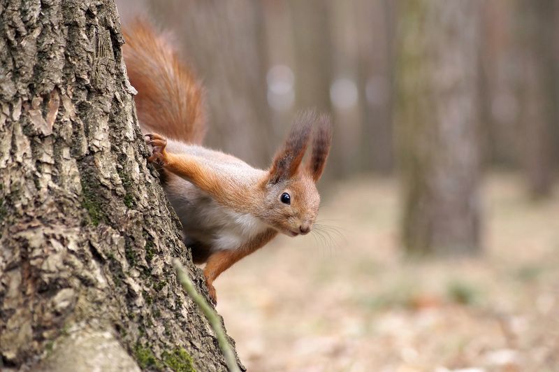 Пссс... Семок насыпь пока голуби не видят. фото превью
