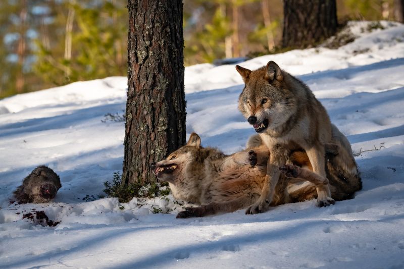 волки, оскал, драка, злость Зловещее предупреждение фото превью