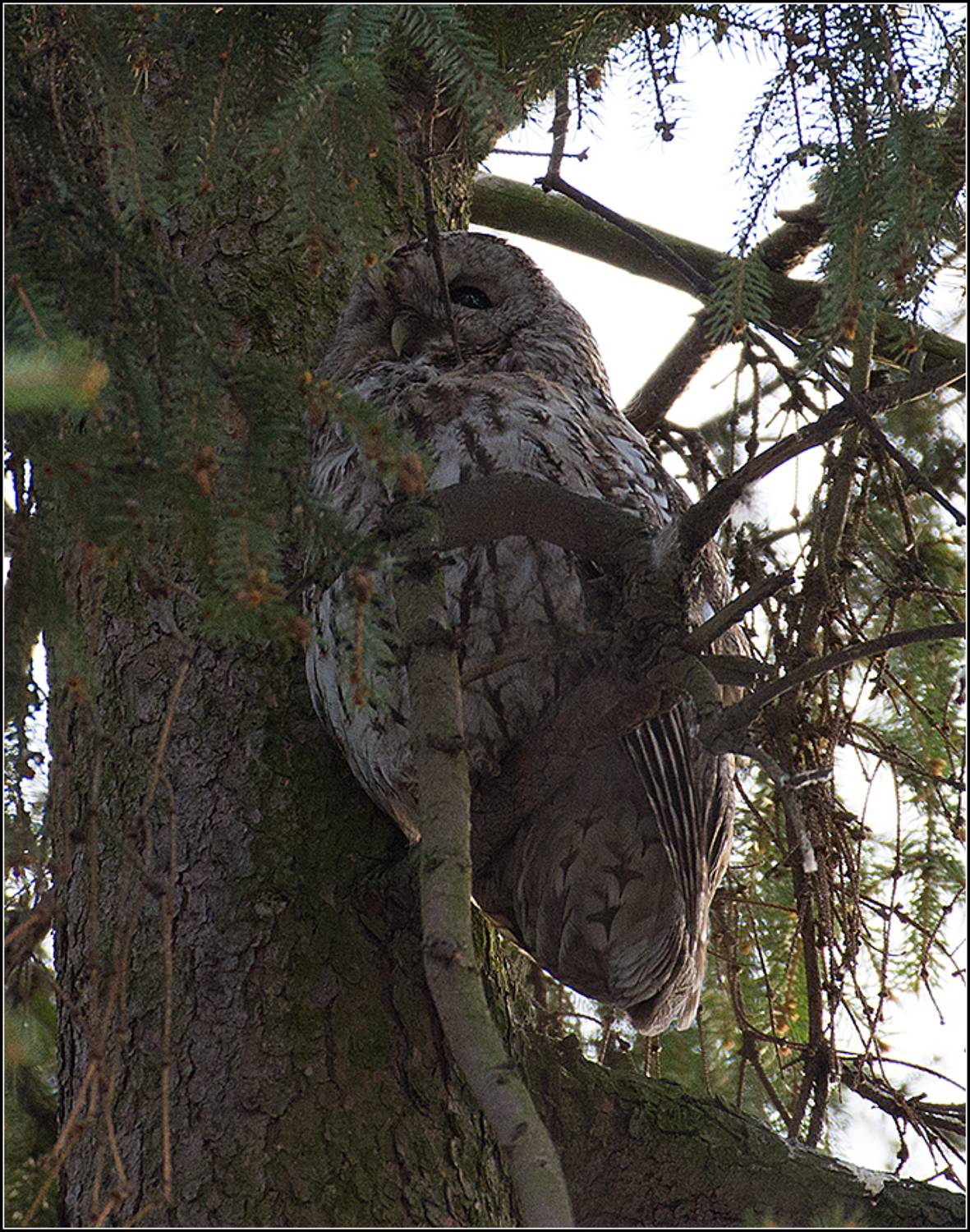 москва, март, парк, серая неясыть, АНАТОЛИЙ ДОВЫДЕНКО