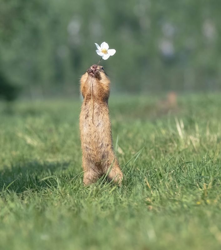 суслик, цветок, лето, татышев парк На свидание! фото превью