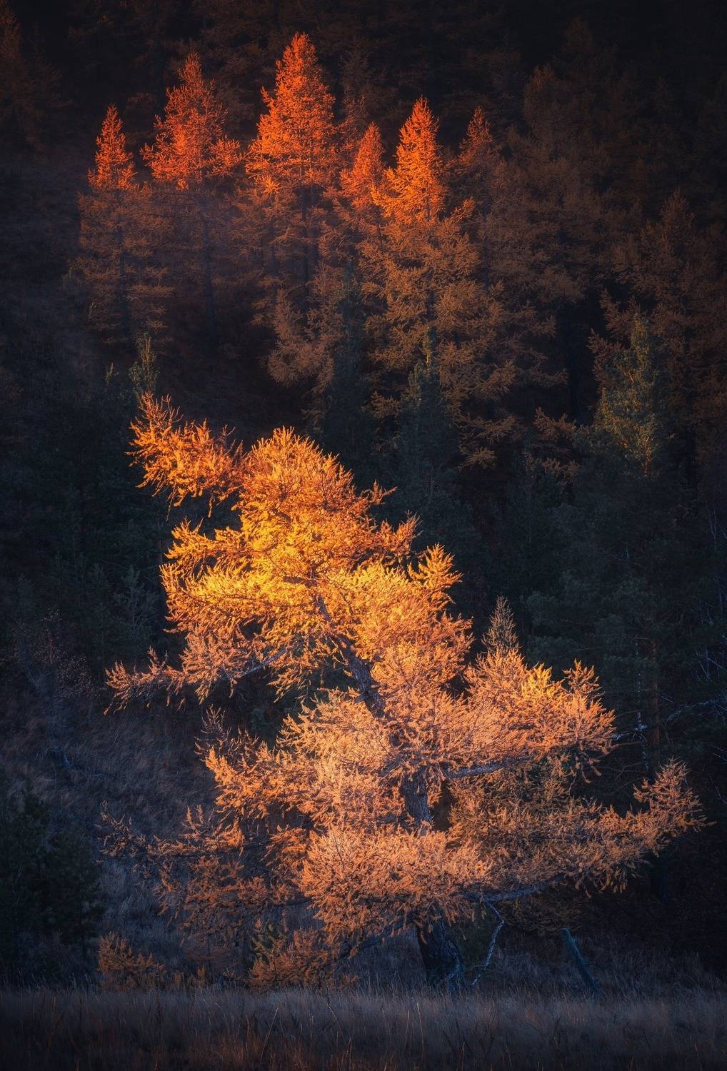 , Силантьев Даниил