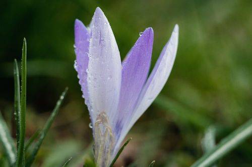 В царстве весенних крокусов.
