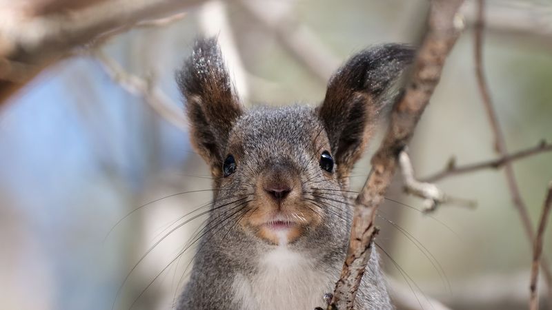белка, красноярские столбы Привет фото превью