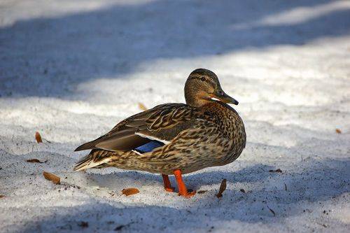 Кряквы (Anas platyrhynchos)