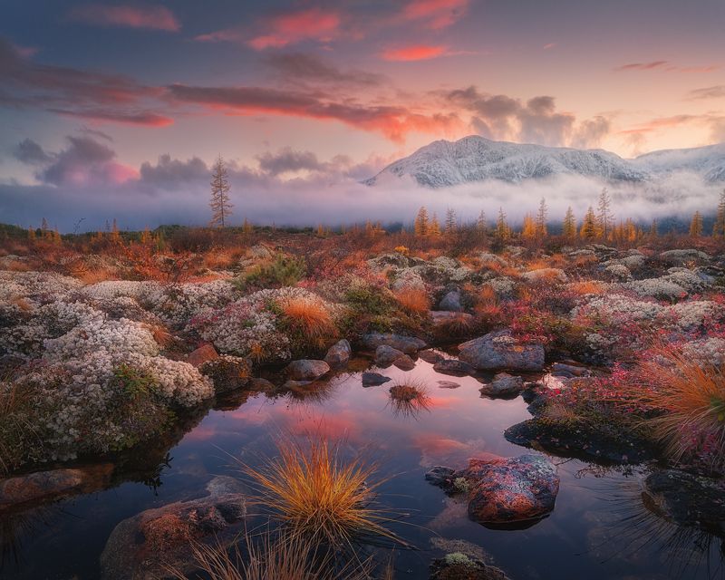 Колымский ёжик фото превью