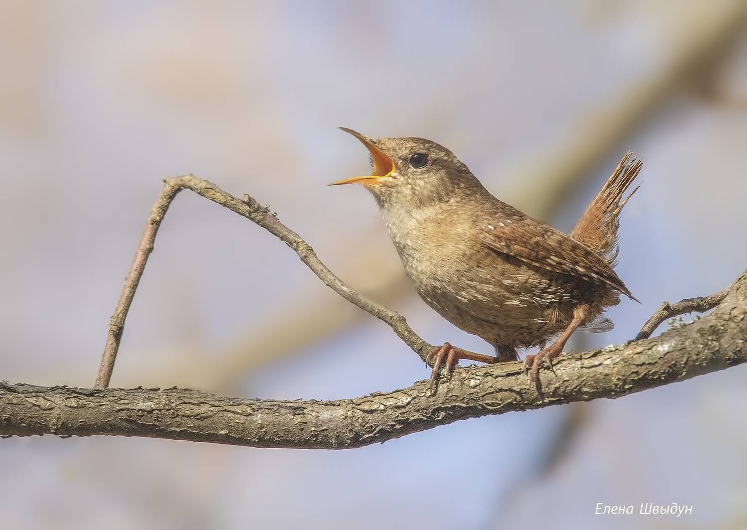 bird of prey, animal, birds, bird, animal wildlife, nature, animals in the wild, eurasian wren, крапивник, птицы, птица, Елена Швыдун