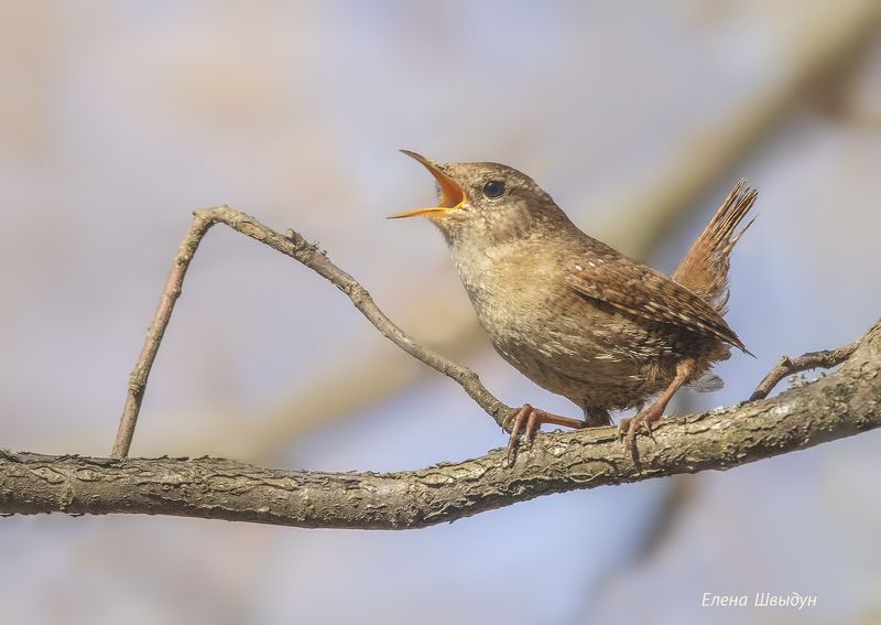 bird of prey, animal, birds, bird, animal wildlife, nature, animals in the wild, eurasian wren, крапивник, птицы, птица О соле мио! фото превью