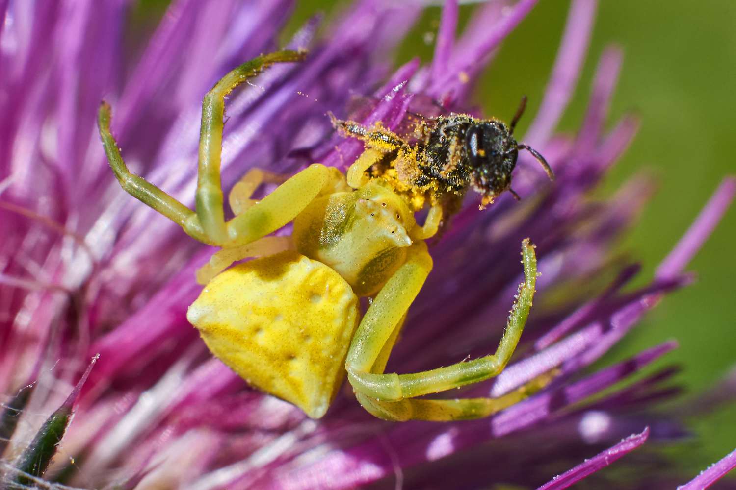 , Павел Сторчилов