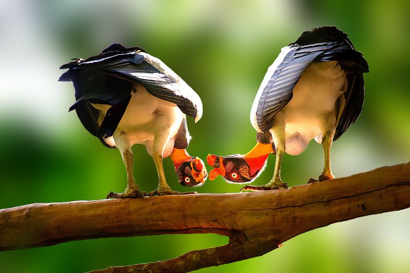 King Vultures фото превью