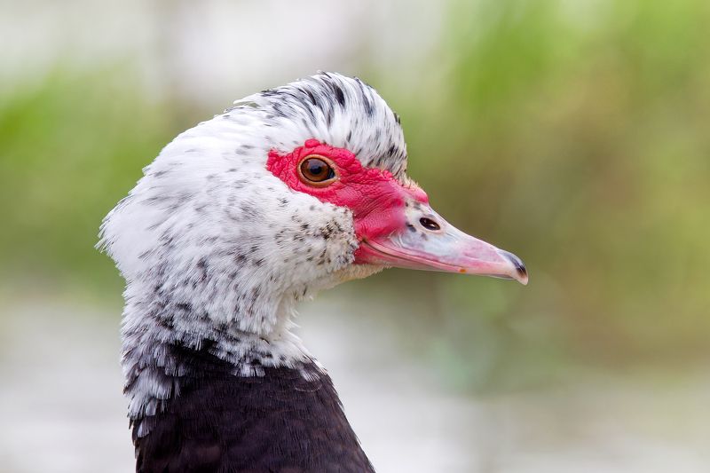 Muscovy Duck фото превью