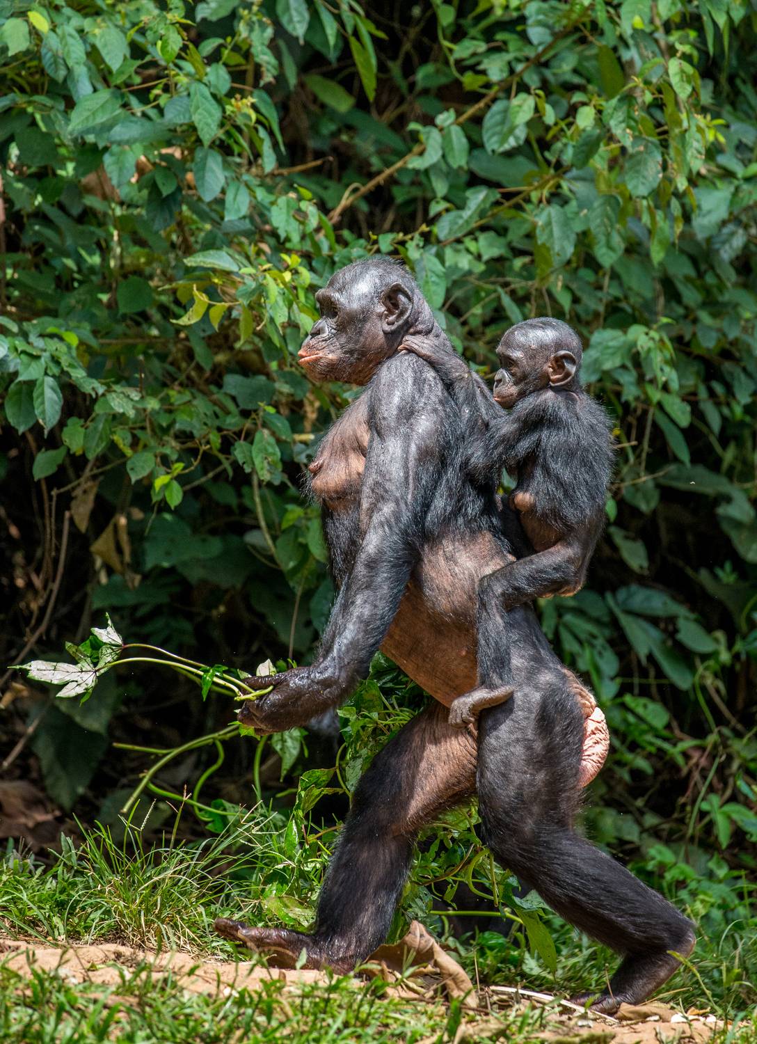 , Гудков Андрей