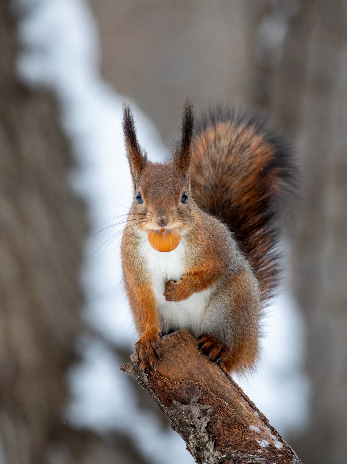 белка, Бравичева Анастасия