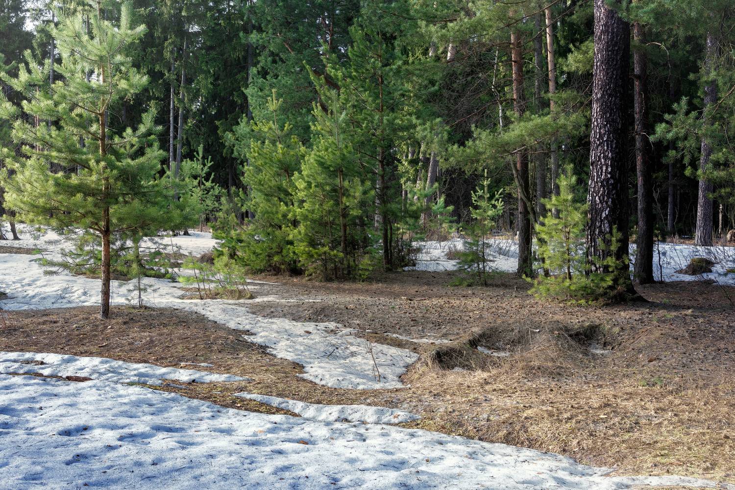 лес, деревья, свет, снег, Валерий Вождаев