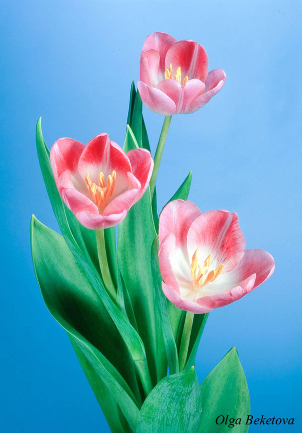 тюльпаны, букет, цветы, Бекетова Ольга