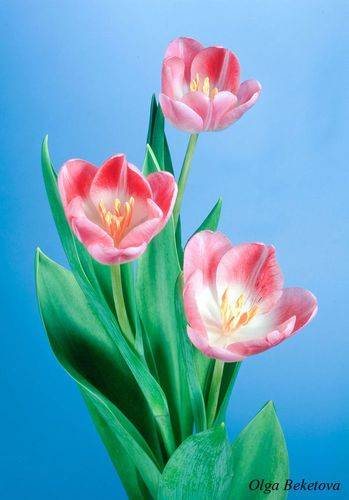 Розовые тюльпаны