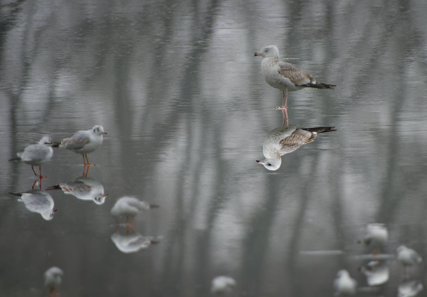 птица, чайка, bird, seagull, отражение, reflection, Хилько Марина