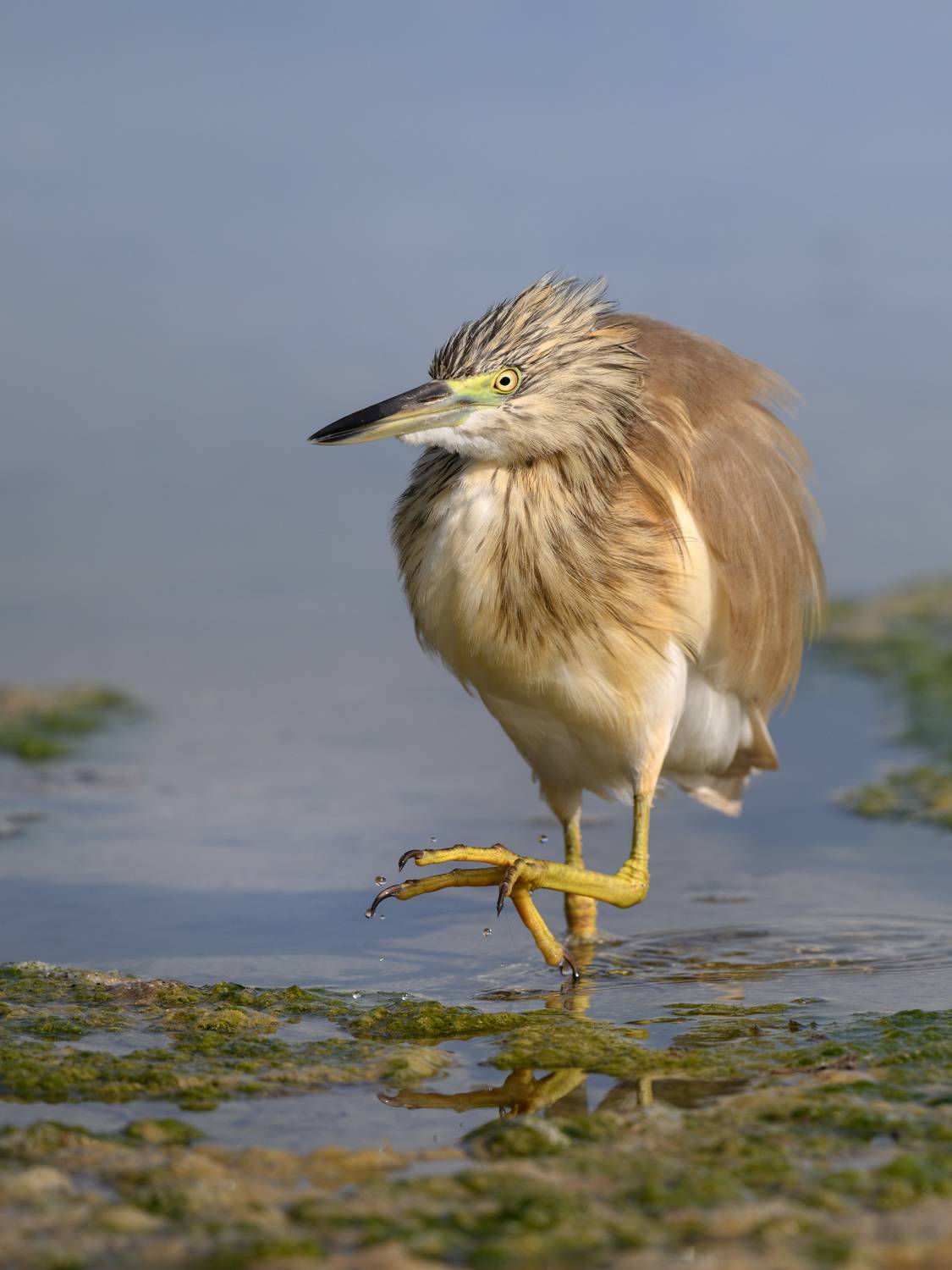 птица, фотоохота, цапля, природа, фауна, Kulikov Vladimir