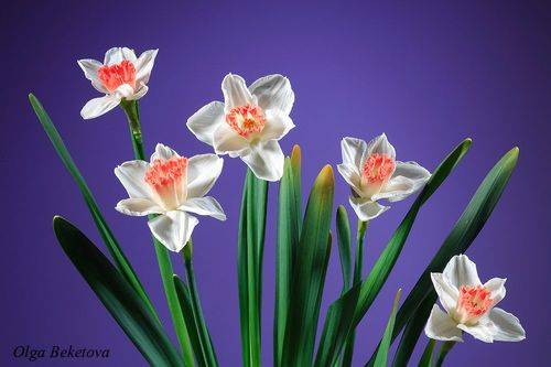 Нарциссы