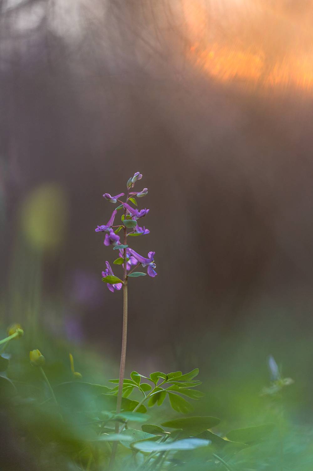 , Илья Михеев