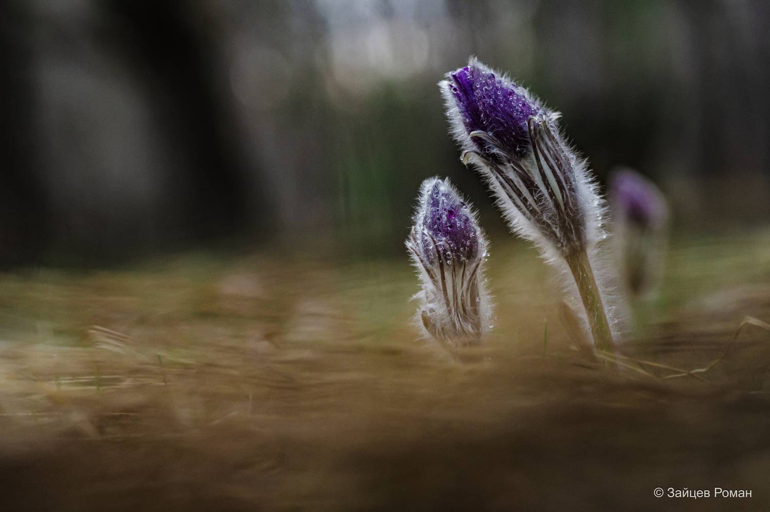 , Зайцев Роман