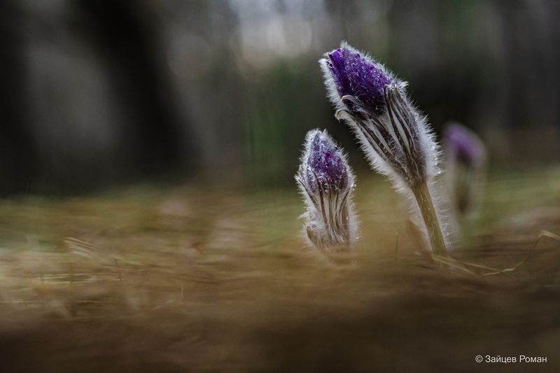 Пробуждение  фото превью