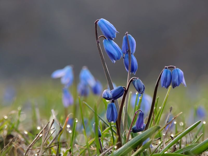 Весна фото превью