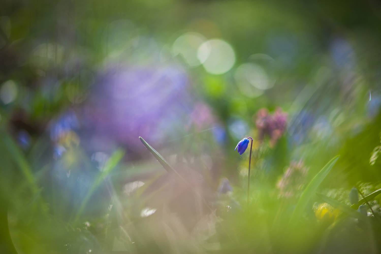 , Викулов Николай