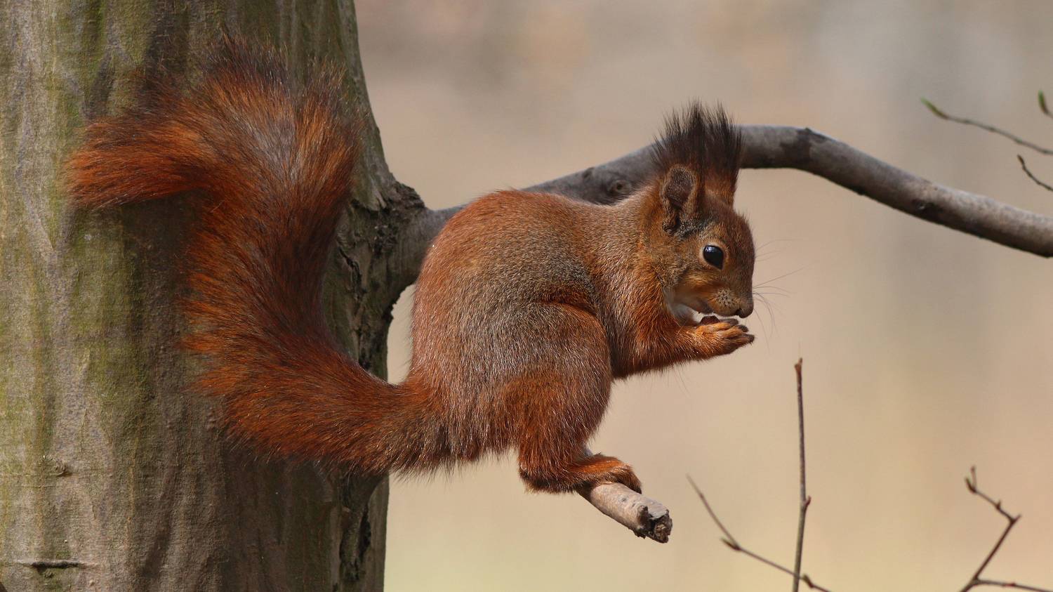 обыкновенная белка, белка, sciurus vulgaris, red squirrel, squirrel, парк имени макса ашманна, Бондаренко Георгий