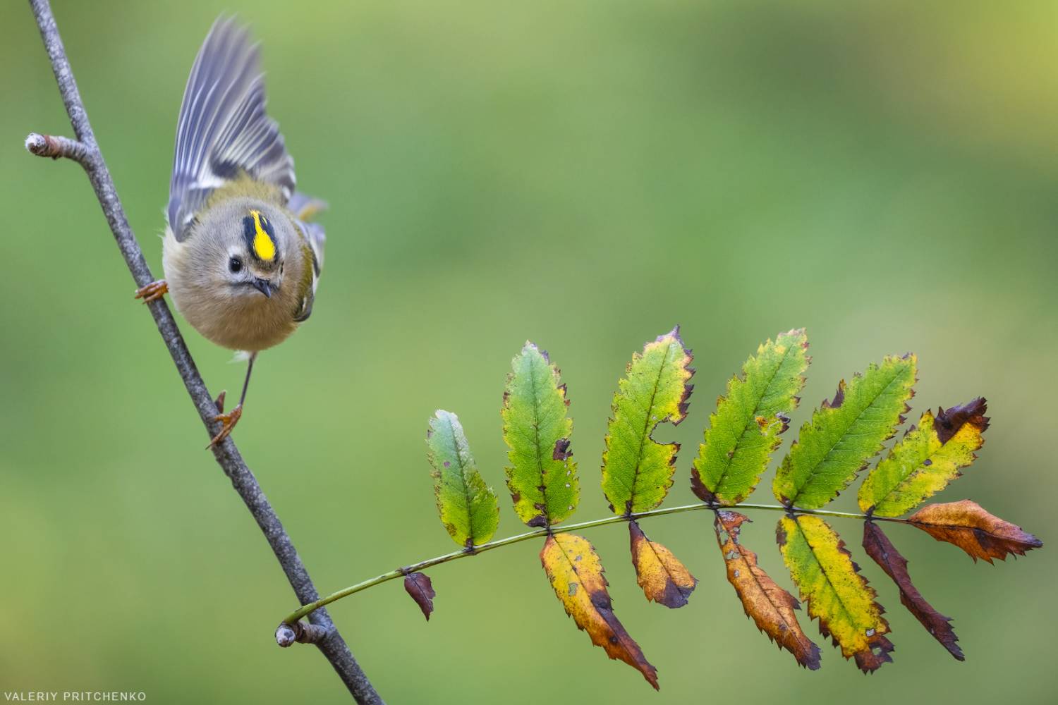 , Валерий Притченко
