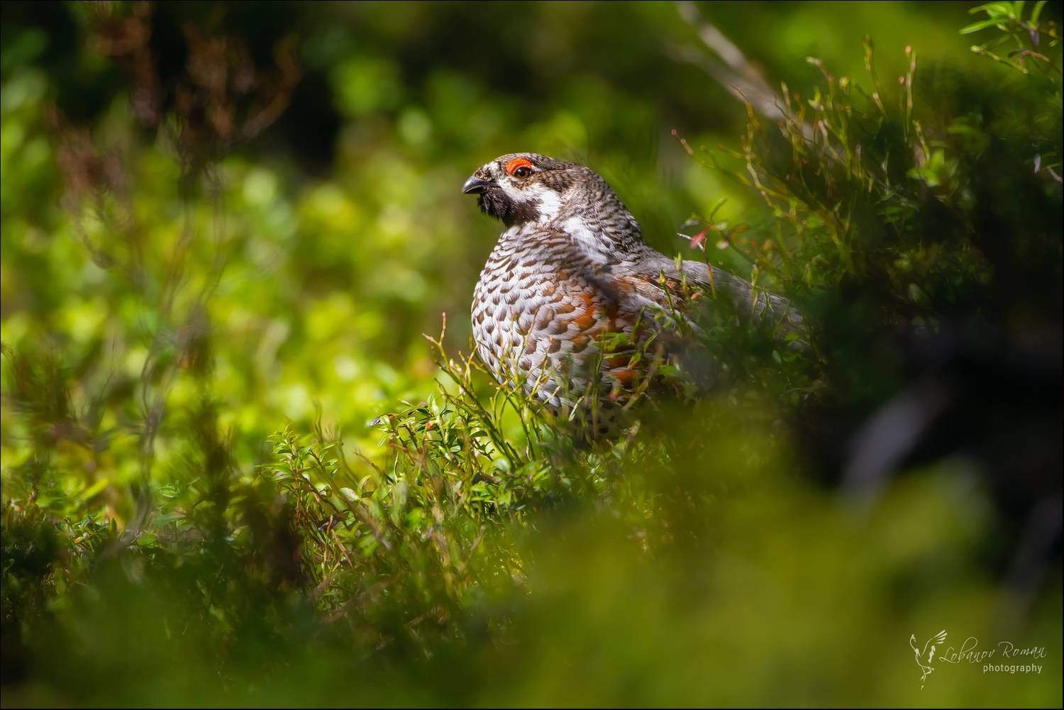 , Лобанов Роман