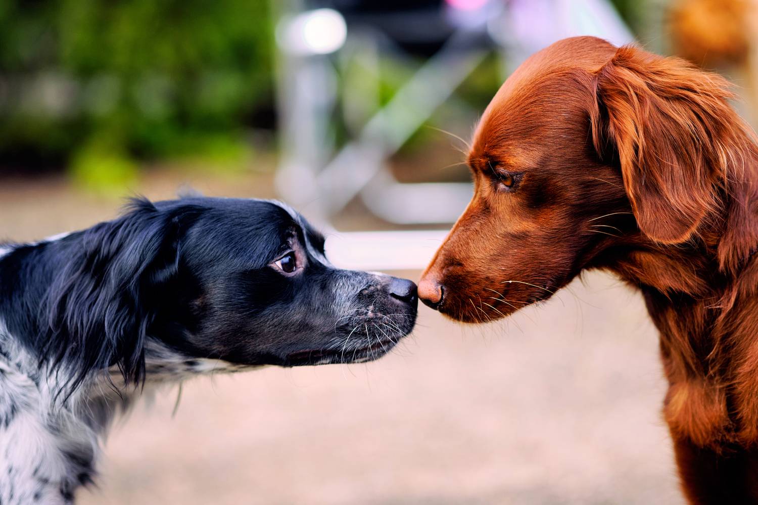 #собаки, #анималист, #фотособак, #фотоживотных, Станислав Дроздов