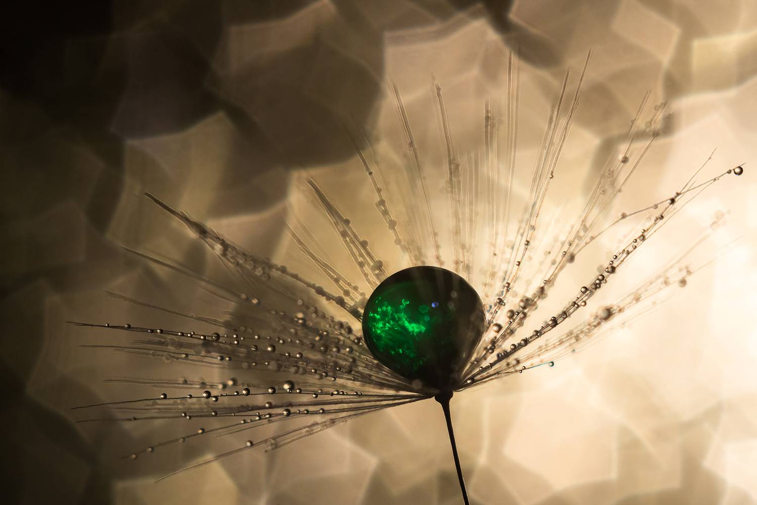 макро капля зеленый, Тата Бакбак