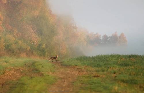 Осенние утро, туман и маленький лисёнок. Autumn colors and fog.